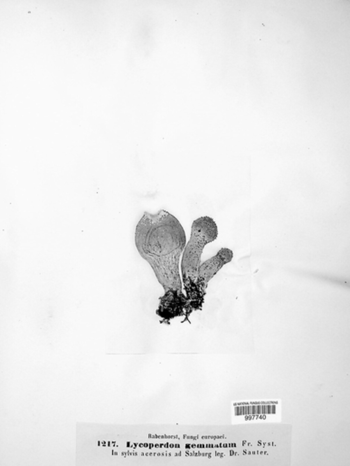 Lycoperdon perlatum image